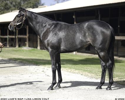 Liam's Map colt OBS Two Year Olds in Training March 2022 sale photo