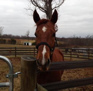 In paddock at War Horses farm