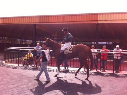 Long May You Run in the Paddock at Parx