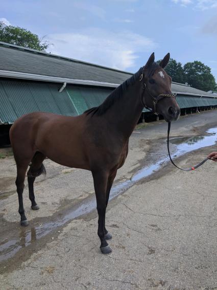 Candy Ride (Arg) - Tiz Blu filly at Monmouth Park on July 1, 2020 (Kelly Breen)
