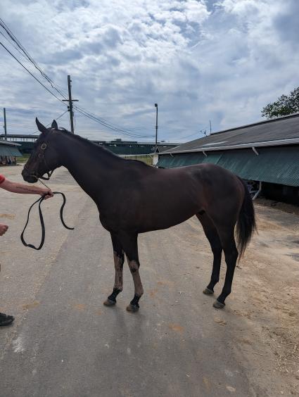 Montauk Summer at Monmouth Park