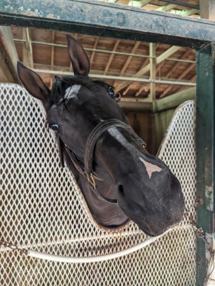 Montauk Summer in his stall at Monmouth Park on September 17, 2023