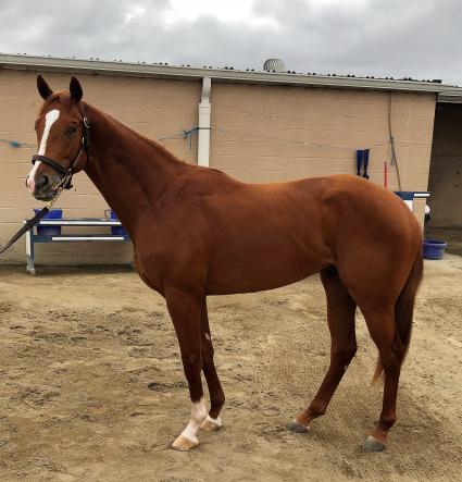More Than Ready colt More Ice at Los Alamitos, trained by Jerry Hollendorfer (Don Chatlos)