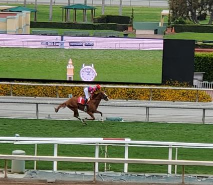 More Ice runs in the Cinema Stakes at Santa Anita Park on June 2, 2019 (Carter Biddle)