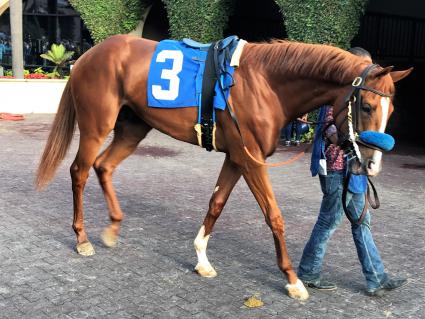 More Ice, trained by Jerry Hollendorfer, in Race 10 at Del Mar on July 28, 2018.