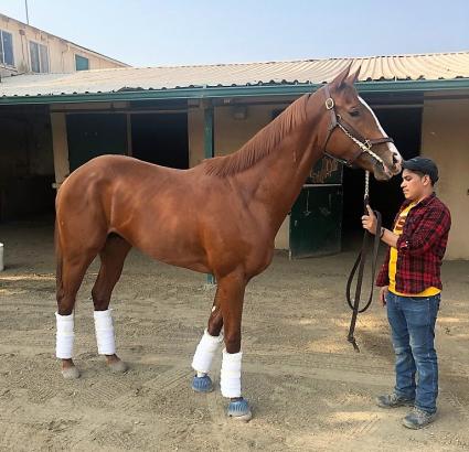 More Ice the day before his big win in an allowance at Del Mar on November 12, 2018