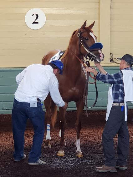 More Ice in the Santa Anita Derby on April 6, 2019 (Carter Biddle)