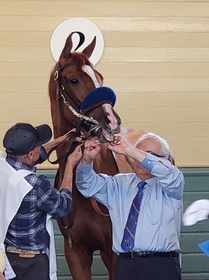 More Ice in the Santa Anita Derby on April 6, 2019 (Carter Biddle)