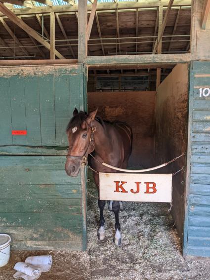 Mystified in his stall at Monmouth Park on August 19, 2022