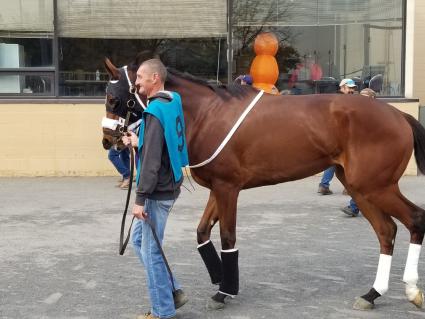 New Found Treasure in race 4 at the Meadowlands on October 25, 2019 (Jack Czajkowski)