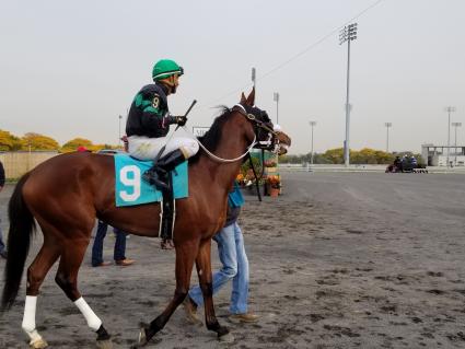 New Found Treasure in race 4 at the Meadowlands on October 25, 2019 (Jack Czajkowski)
