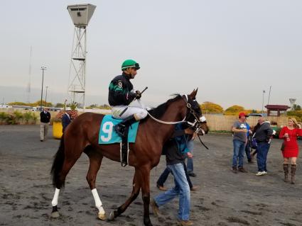 New Found Treasure in race 4 at the Meadowlands on October 25, 2019 (Jack Czajkowski)