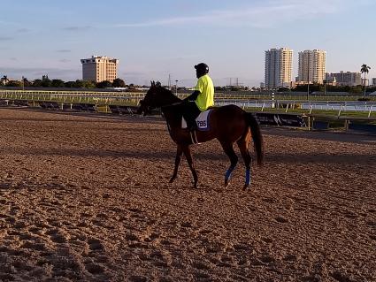 No Good Deed training at Gulfstream Park on February 5, 2020 (Robb Levinsky)