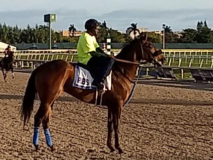 No Good Deed training at Gulfstream Park on February 5, 2020 (Robb Levinsky)