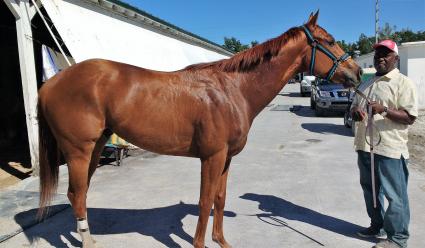 Kantharos gelding Nonsuch at Gulfstream Park (Robb Levinsky)