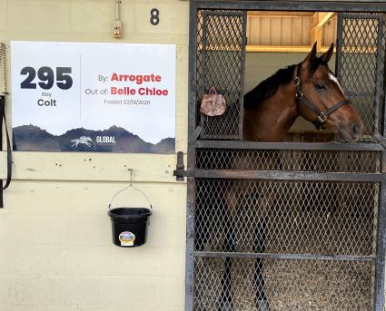 Arrogate-Belle Chloe colt - OBS March 2022 sale (Christopher Driscoll)