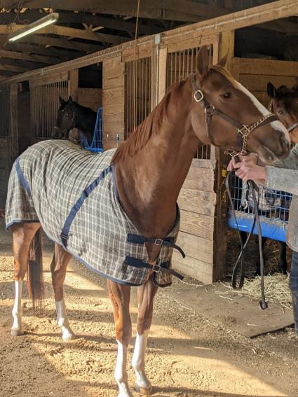 U Kant Whip It at Overbrook Farm on Thursday, January 27, 2022 (Scott Schaub)