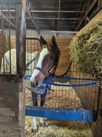 U Kant Whip It at Overbrook Farm on Thursday, January 27, 2022 (Scott Schaub)