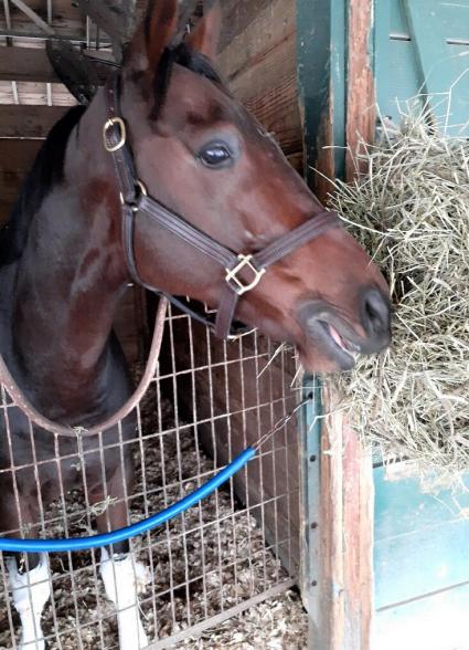 Pango arrives at Gulfstream Park on November 7, 2020