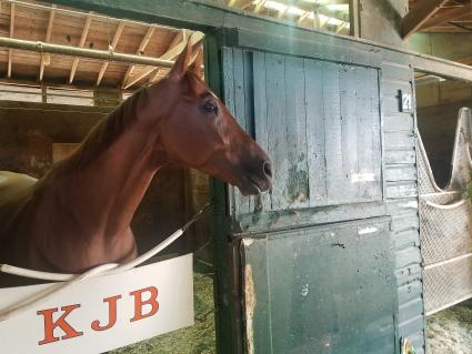 R Goodtime Charlie in his stall at Monmouth Park on September 2, 2021 (George Katzenberger)