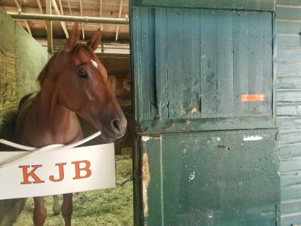 R Goodtime Charlie in his stall at Monmouth Park on September 2, 2021 (George Katzenberger)