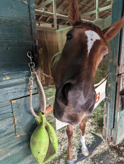 Red Head Italian in her stall at Monmouth Park on September 17, 2023