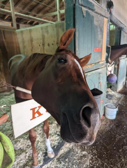 Red Head Italian in her stall at Monmouth Park on September 17, 2023