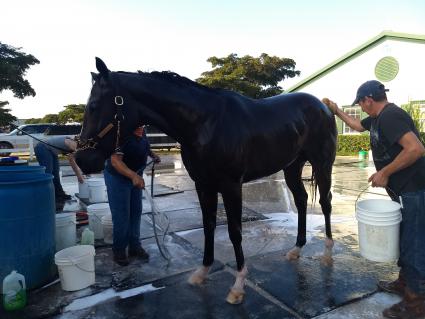 Rapstorerocks getting a bath at Palm Meadows on March 5, 2020 (Robb Levinsky)
