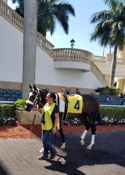 Rapstorerocks at Gulfstream Park on March 1, 2020 (Paul Callahan)