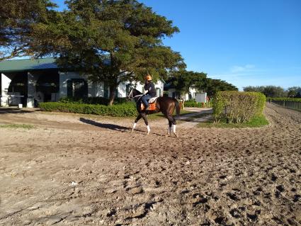 Rapstorerocks training at Palm Meadows on February 4, 2020 (Robb Levinsky)