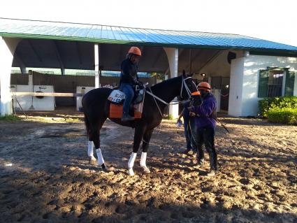 Rapstorerocks training at Palm Meadows on February 4, 2020 (Robb Levinsky)