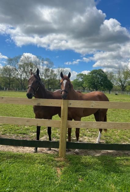 Red Head Italian (right) at Overbrook Farm