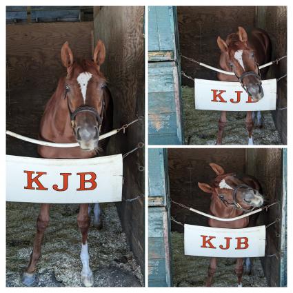 Red Head Italian in her stall at Monmouth Park 