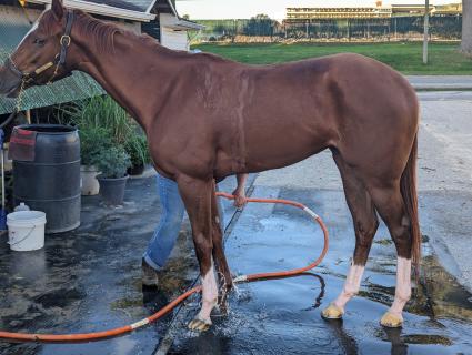 Red Head Italian getting her bath post gallop at Monmouth Park on October 8, 2023