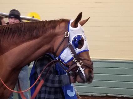 Red Shelby in race 5 at Santa Anita on February 10, 2019. (Paul Callahan)
