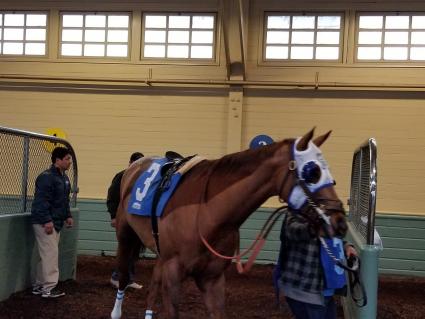 Red Shelby in race 5 at Santa Anita on February 10, 2019. (Paul Callahan)