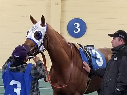Red Shelby in race 5 at Santa Anita on February 10, 2019. (Paul Callahan)