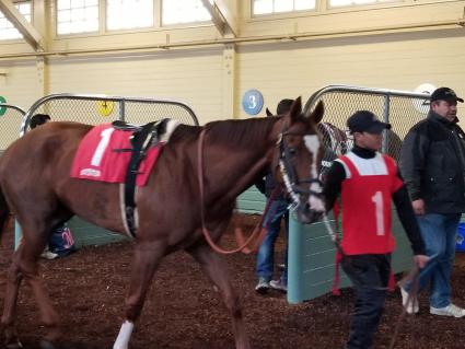 Run Macho Run in race 2 at Santa Anita on February 10, 2019. (Paul Callahan)
