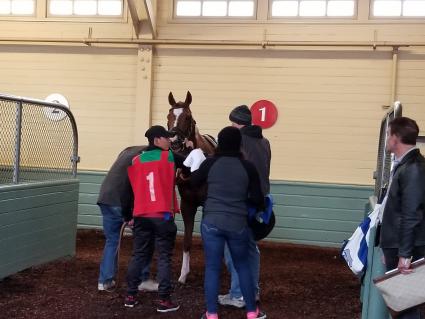Run Macho Run in race 2 at Santa Anita on February 10, 2019. (Paul Callahan)