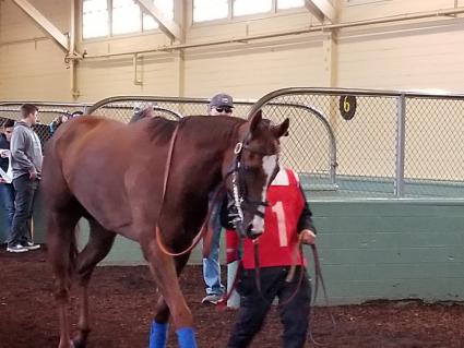 Run Macho Run in race 2 at Santa Anita on February 10, 2019. (Paul Callahan)