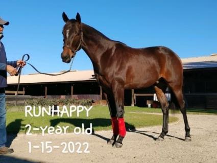 2020 Runhappy - Fast Alexia colt at Manuden Farm on January 15, 2021 (Cyn)