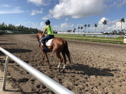 Scat Daddy filly Lisa Limon training at Gulfstream Park on August 15, 2018 (Ron Spatz)