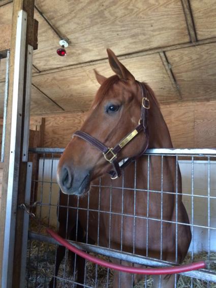 Kenwood Racing's 2YO Scat Daddy filly at Sunset Meadow Farm