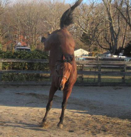 Seven Seven kicking up his heels at Sunset Meadow Farm on December 7, 2020 (Jeanne Vuyosevich)