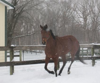 Seven Seven at Sunset Meadow Farm on February 2, 2021 (Jeanne Vuyosevich)