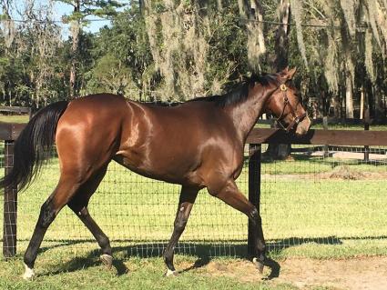 Sky Mesa filly Charming Emmy getting R&R at T-Square Stud (photo credit: Adam Parker)