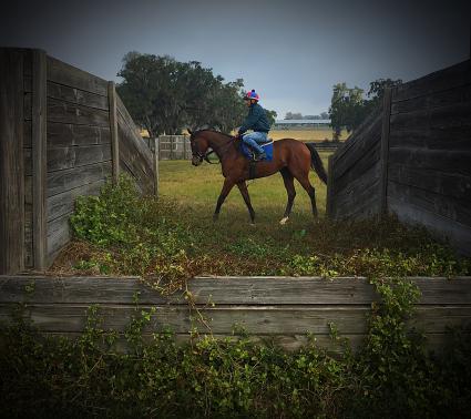 Sky Mesa filly Charming Emmy training at T-Square Stud (photo credit: Adam Parker)