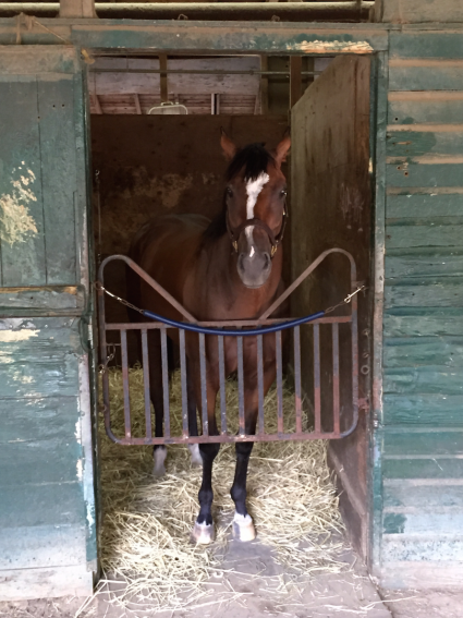 Sky Ace, Monmouth Park, Kenwood Racing, NY Bred