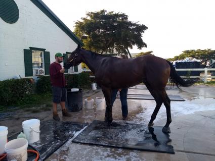 Solar getting a bath at Palm Meadows on March 5, 2020 (Robb Levinsky)