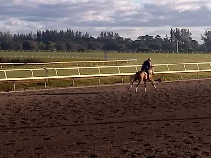 Solar training at Palm Meadows on February 4, 2020 (Robb Levinsky)